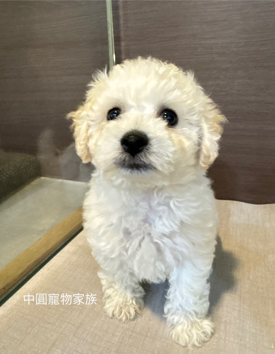 中圓寵物家族／比熊