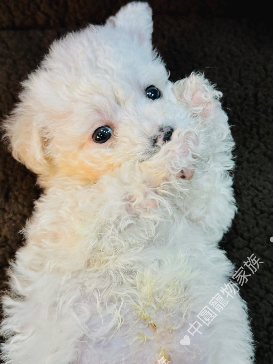 中圓寵物家族／比熊