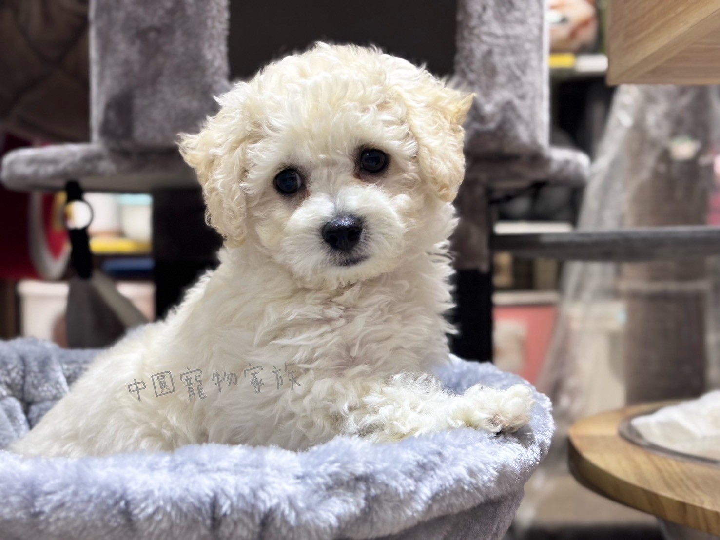 中圓寵物家族／比熊犬