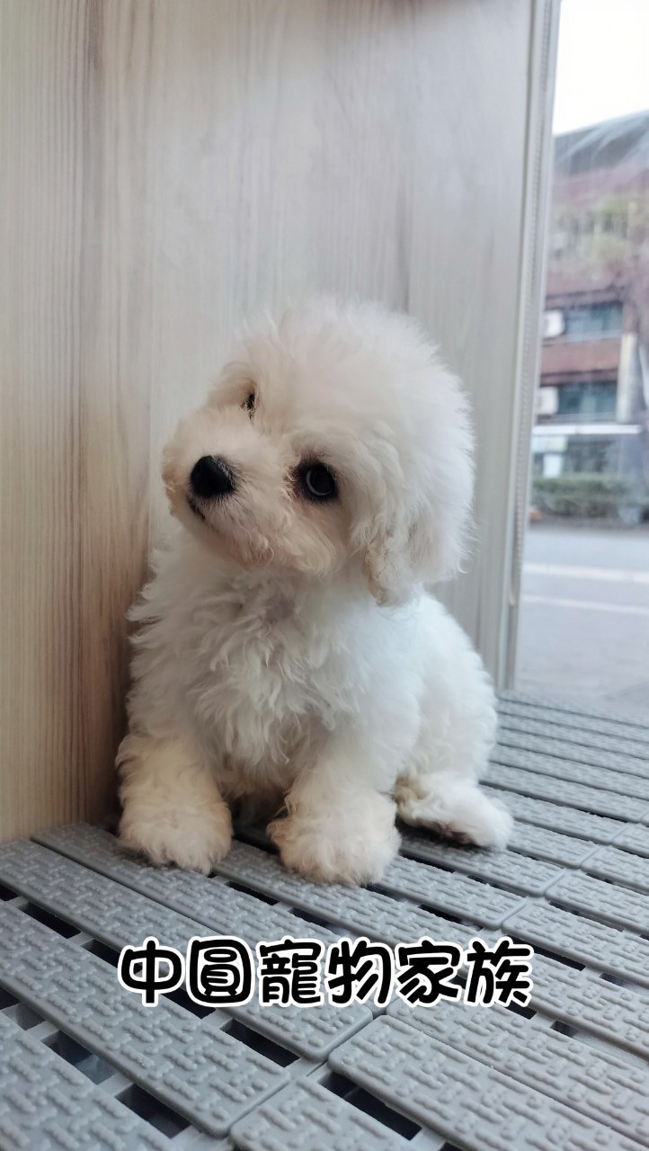 中圓寵物家族／比熊犬