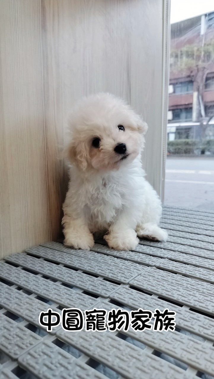 中圓寵物家族／比熊犬