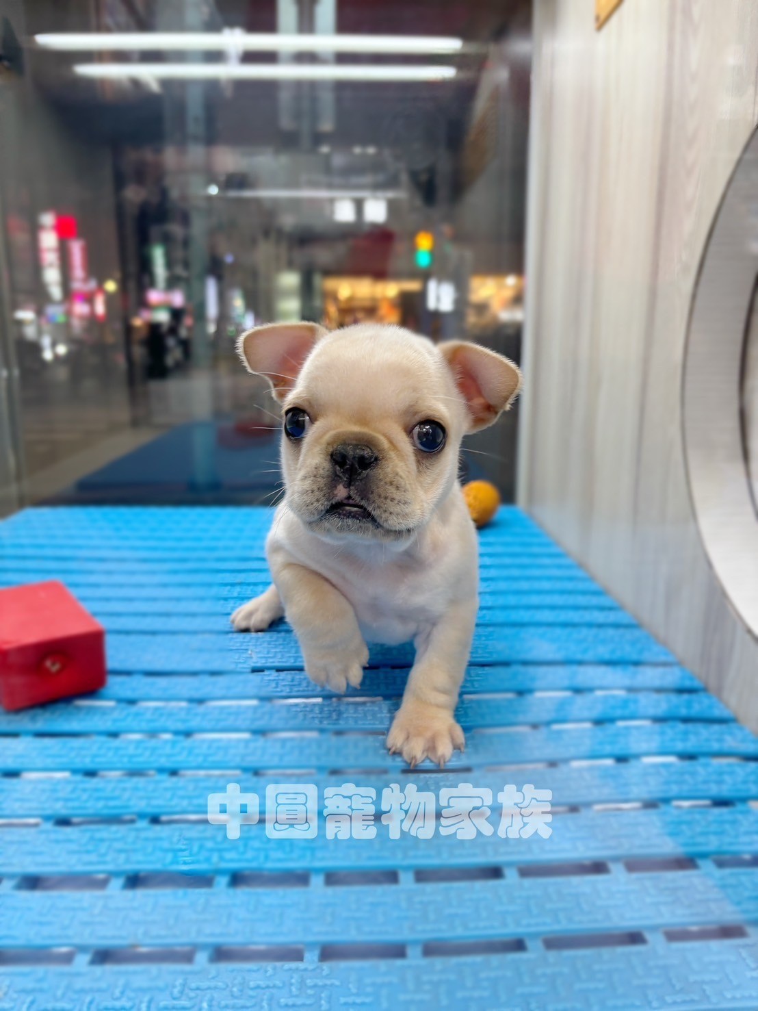 中圓寵物家族／奶油法鬥