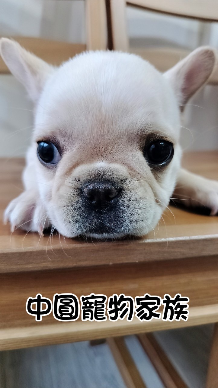 中圓寵物家族／奶油法鬥