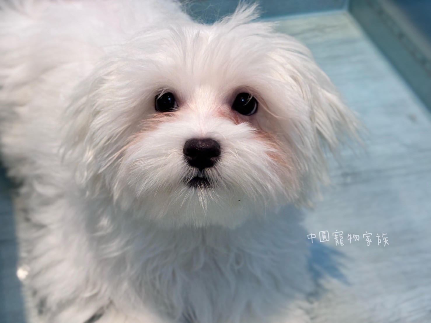 中圓寵物家族／瑪爾濟斯