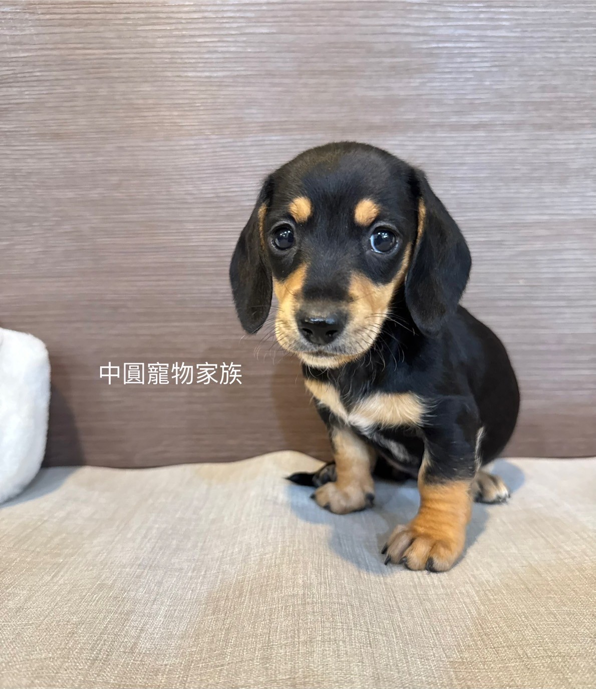 中圓寵物家族／黑奶短毛臘腸