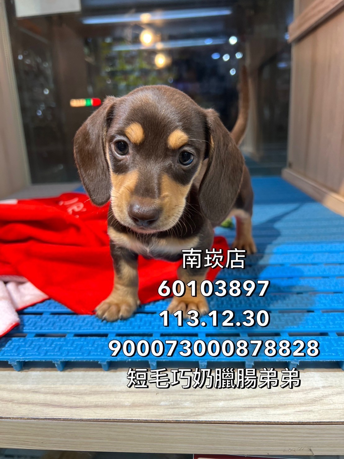 中圓寵物家族／巧奶色短毛臘腸