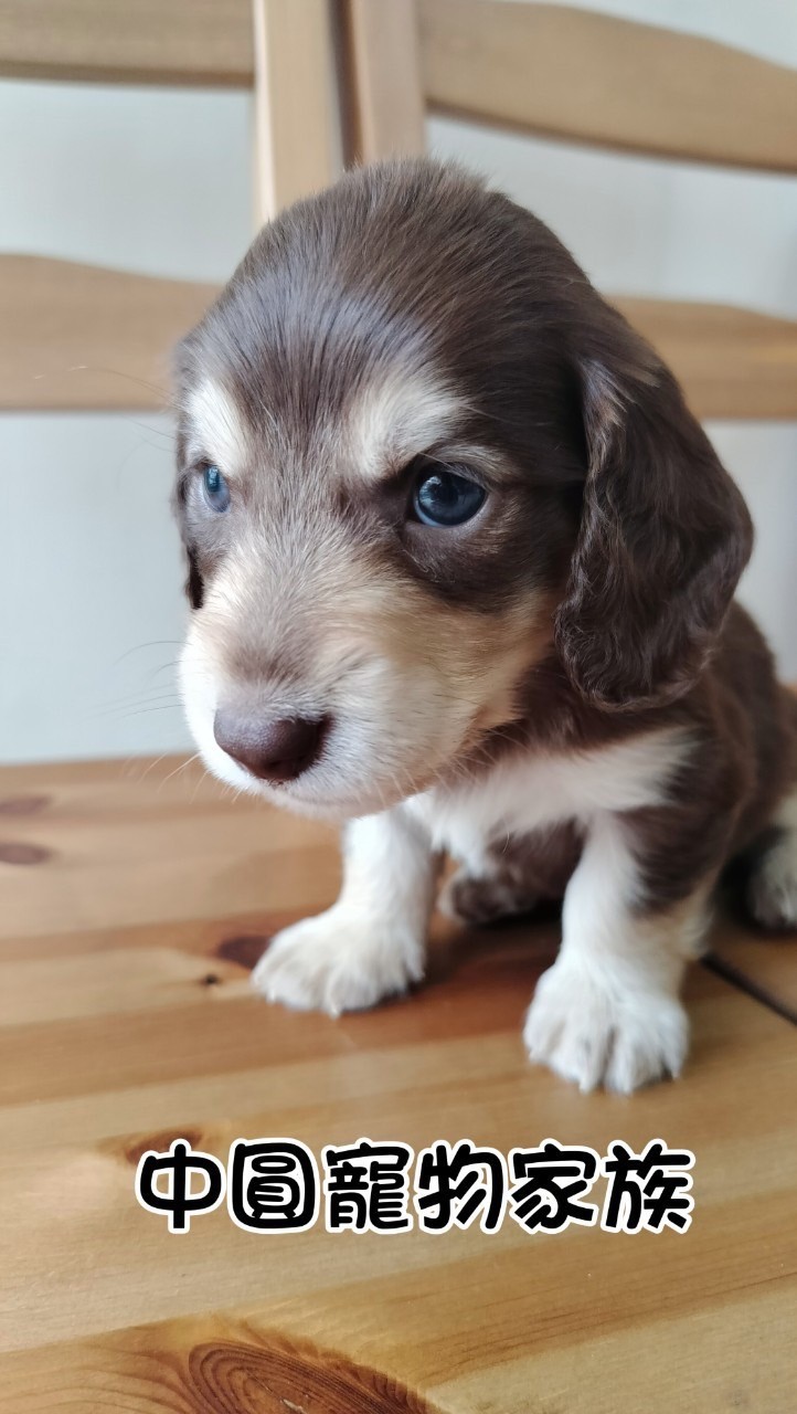中圓寵物家族／巧奶臘腸犬