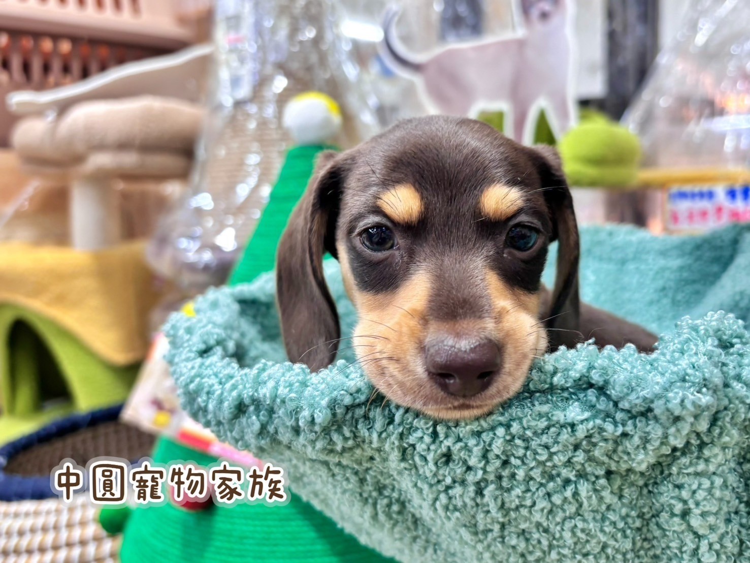 中圓寵物家族／巧奶短毛臘腸犬