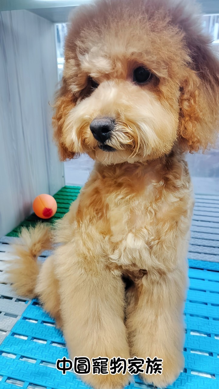 中圓寵物家族／奶油貴賓