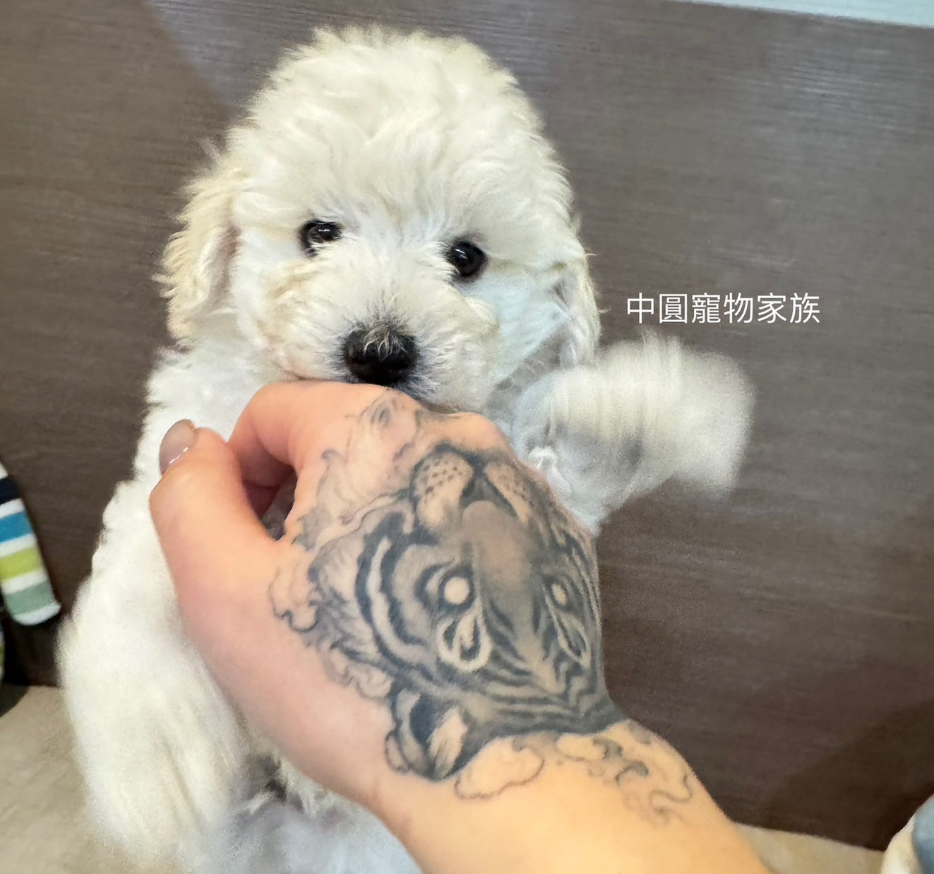 中圓寵物家族／白色貴賓