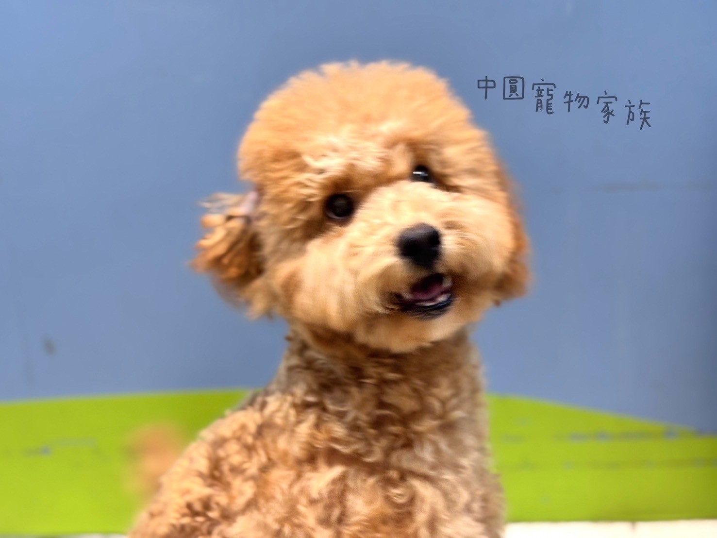 中圓寵物家族／奶油色貴賓犬