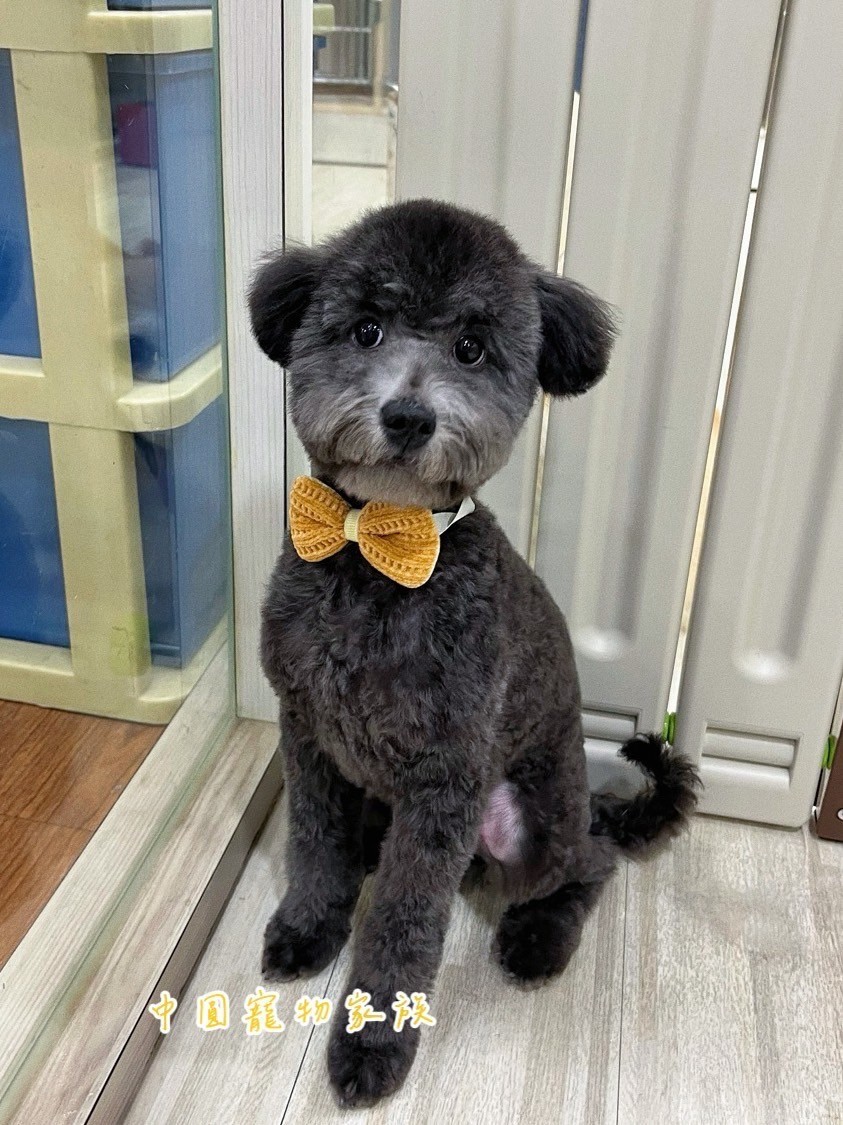 中圓寵物家族／灰色貴賓犬