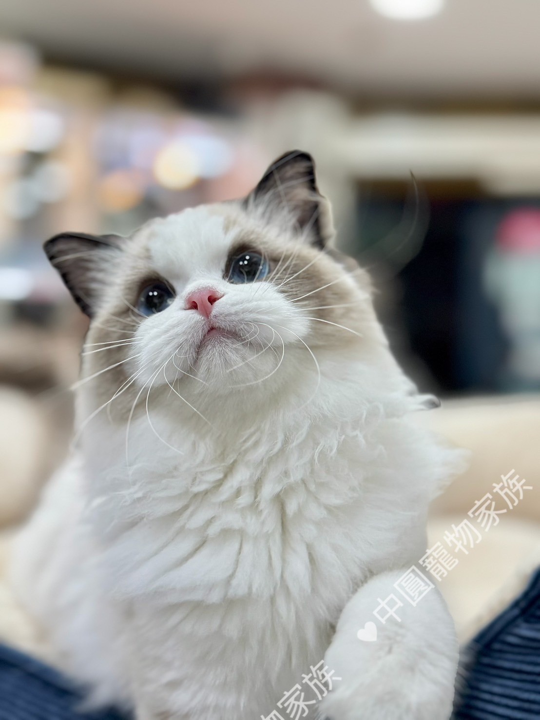 中圓寵物家族／海豹雙色布偶