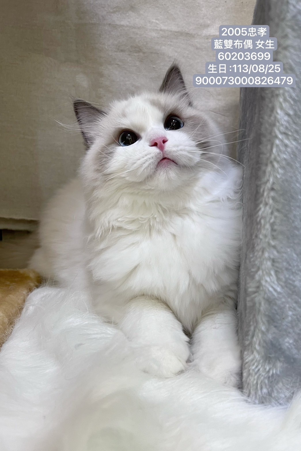 中圓寵物家族／藍雙色布偶貓