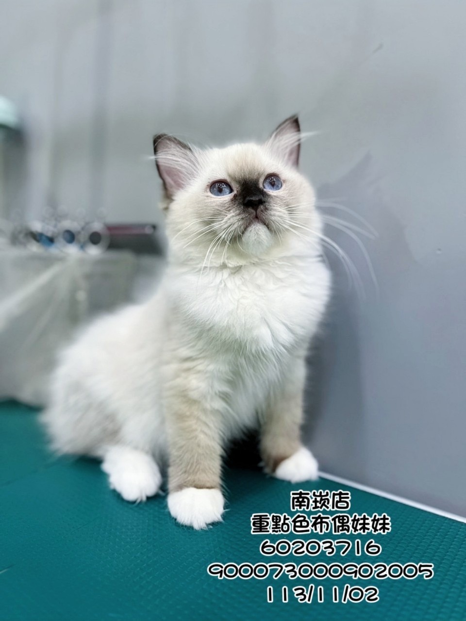 中圓寵物家族／重點色布偶貓