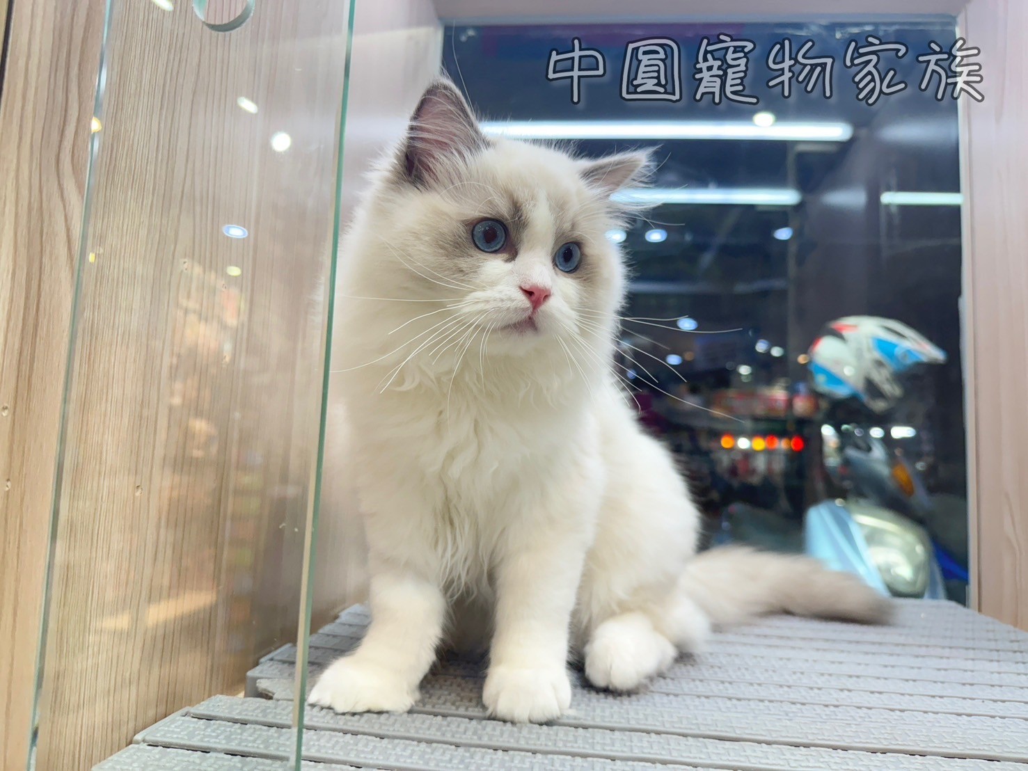 中圓寵物家族／藍雙色布偶貓