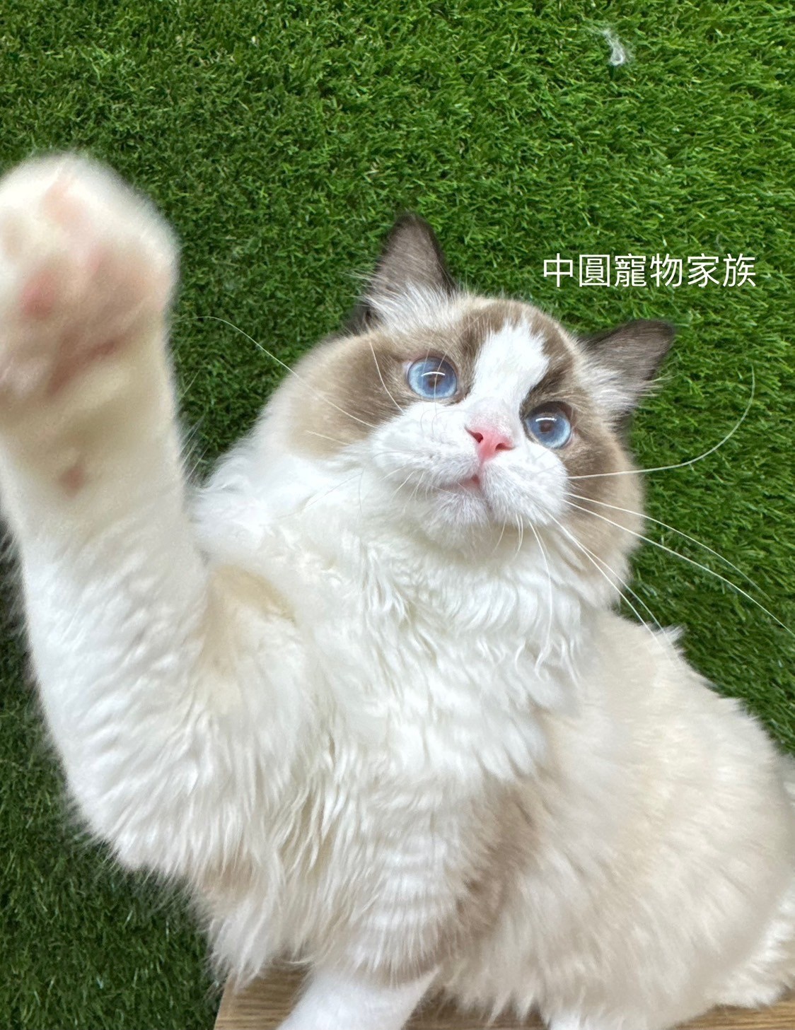 中圓寵物家族／海豹雙色布偶