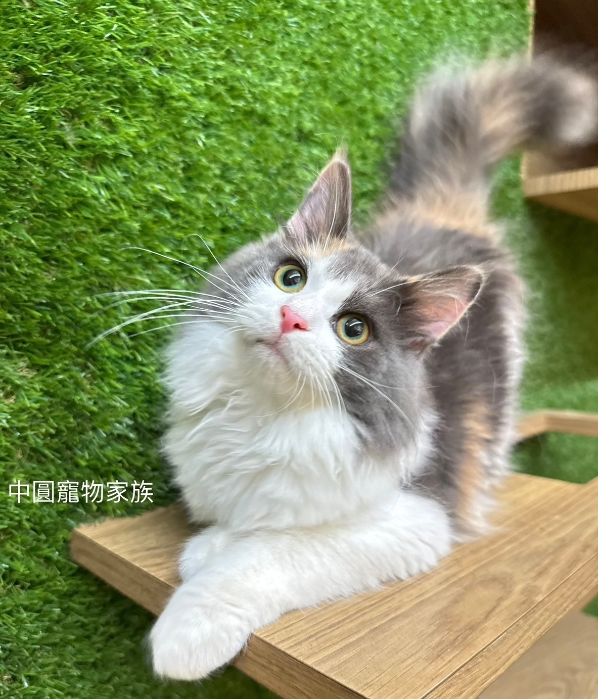 中圓寵物家族／三花挪威森林