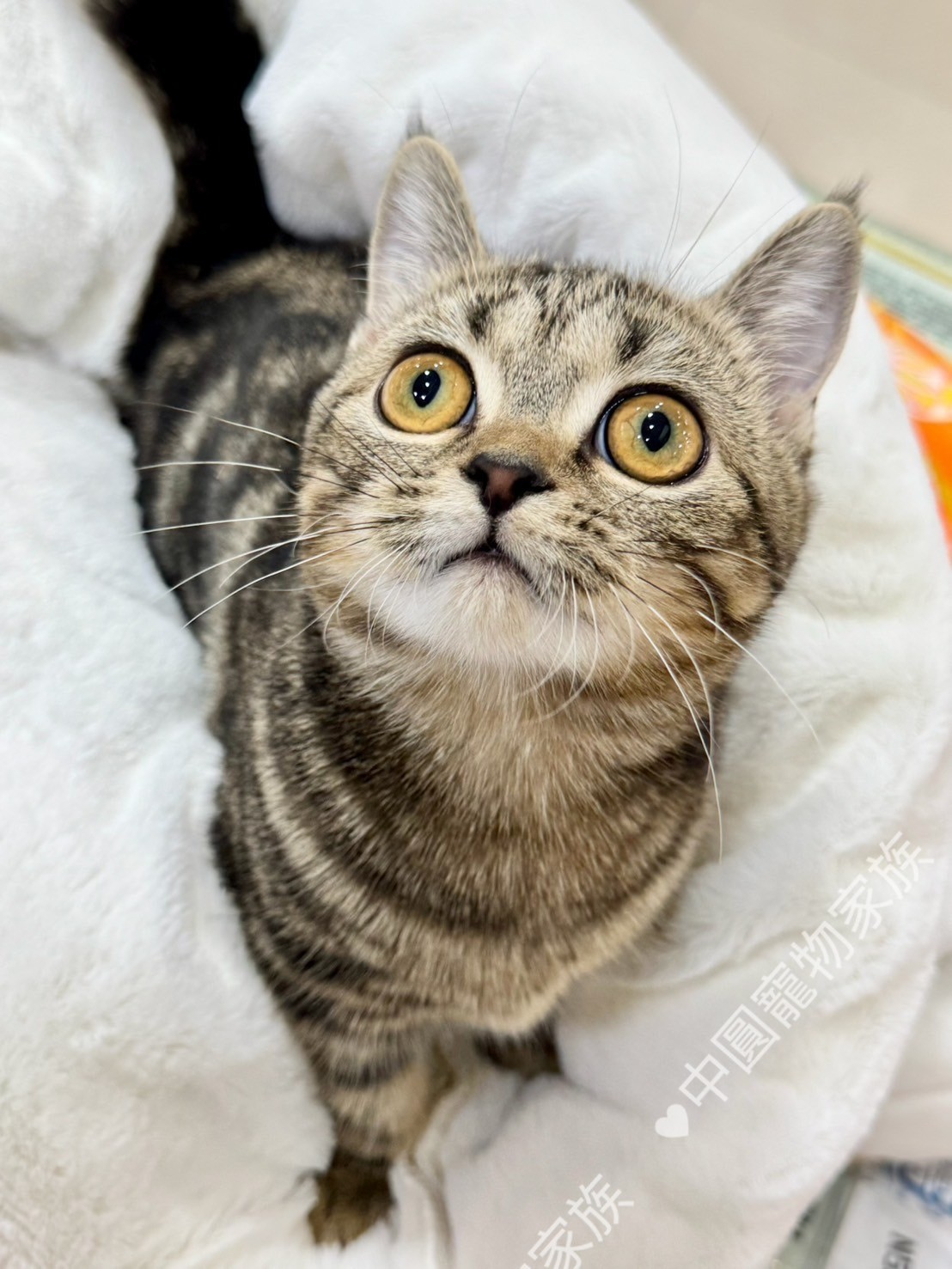 中圓寵物家族／古銅曼赤肯