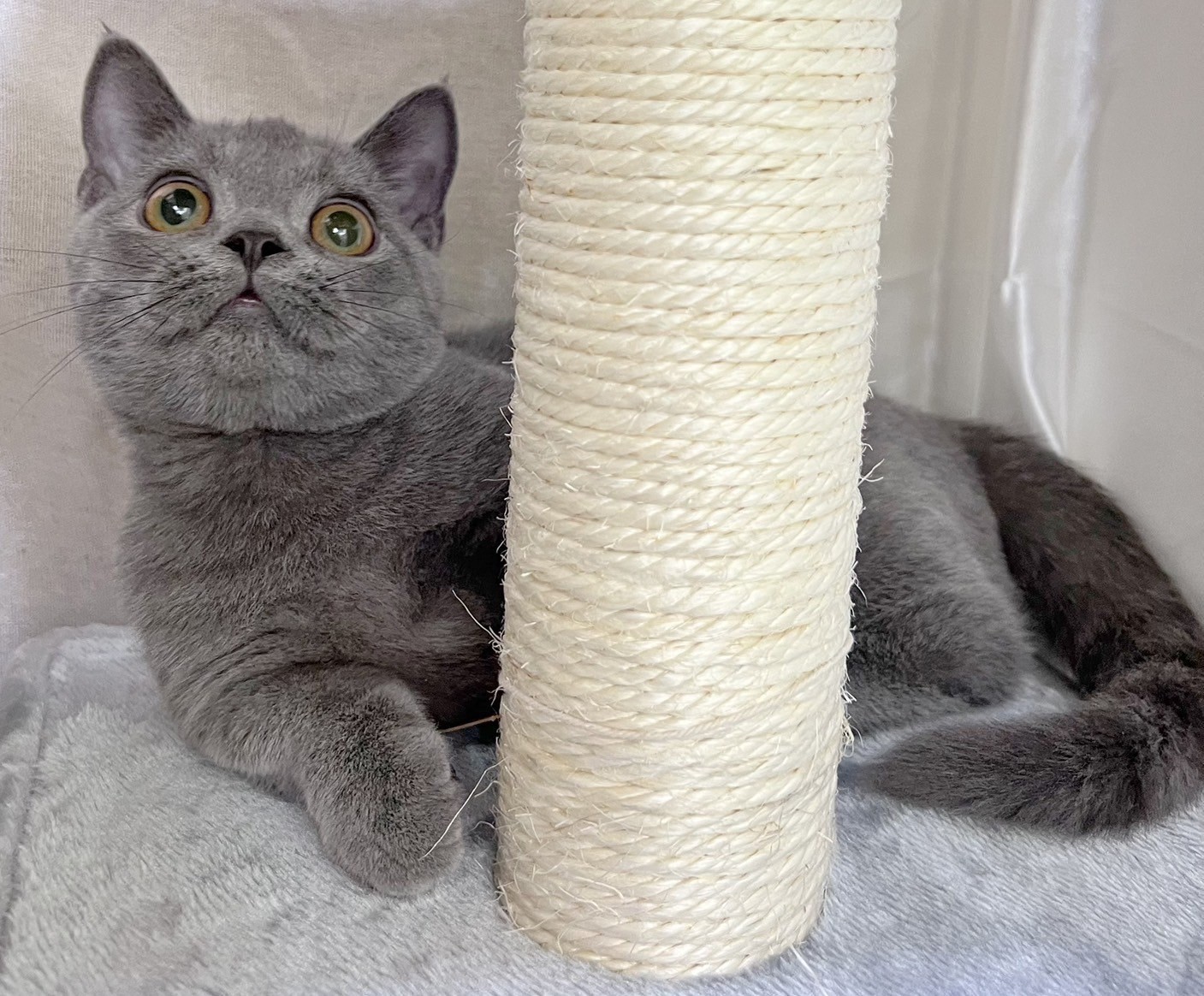 中圓寵物家族／藍色曼赤肯