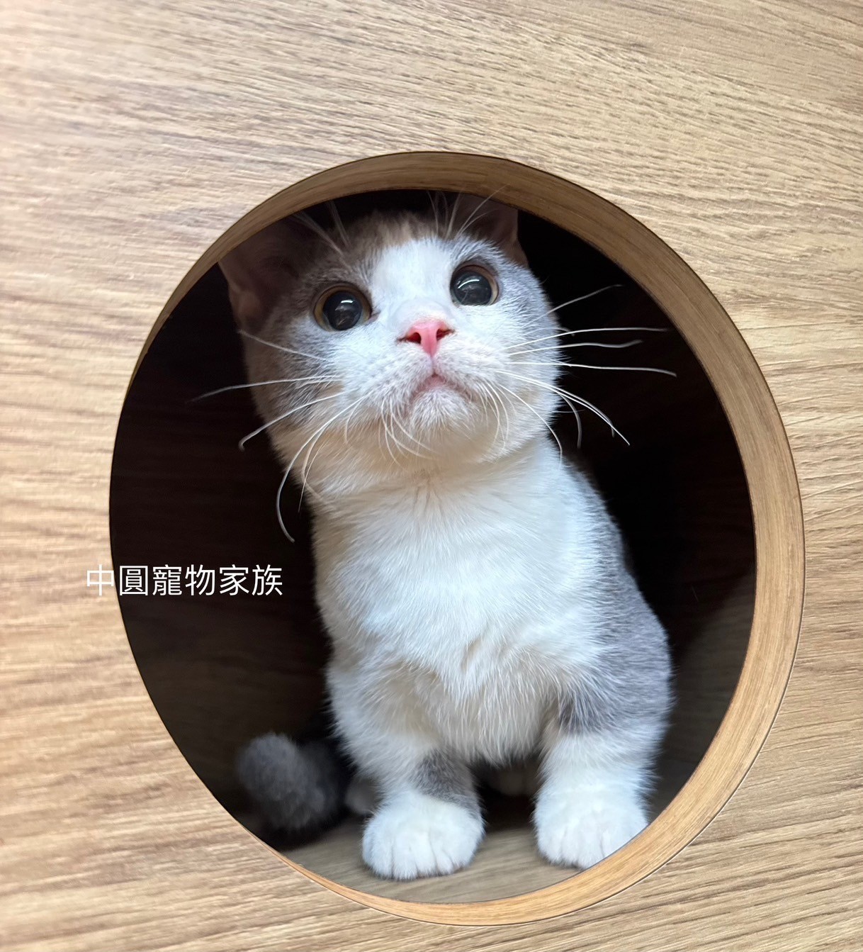 中圓寵物家族／藍白曼赤肯