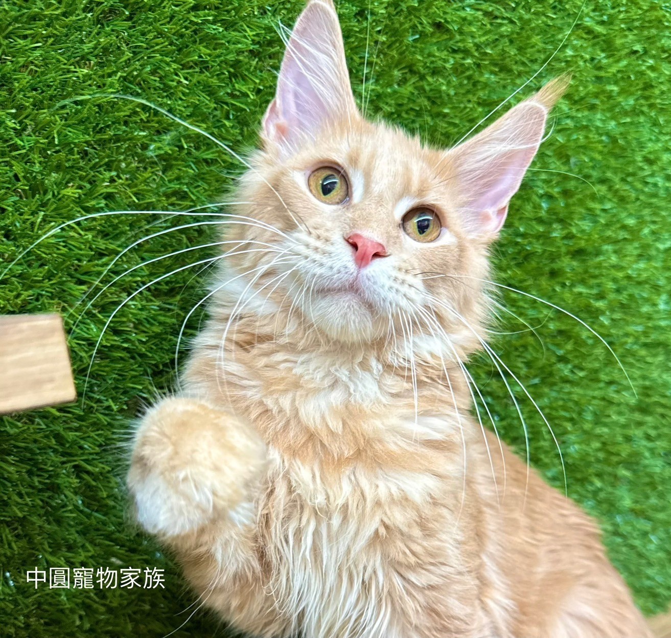中圓寵物家族／紅虎斑緬因貓