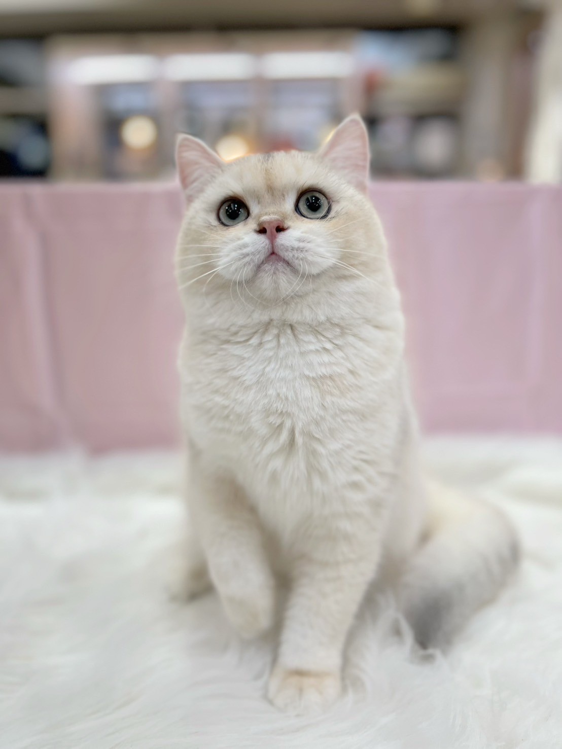 中圓寵物家族／銀漸層英國短毛貓