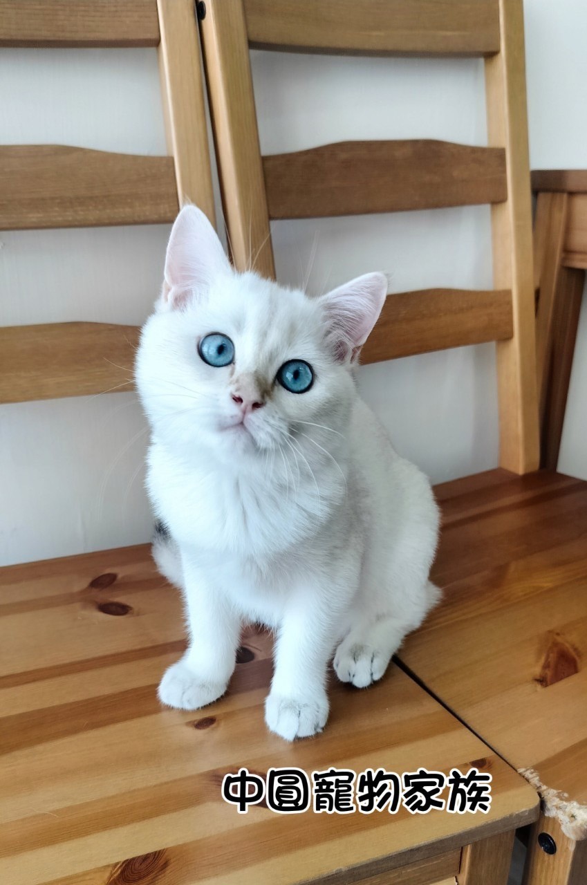 中圓寵物家族／金點英國短毛貓