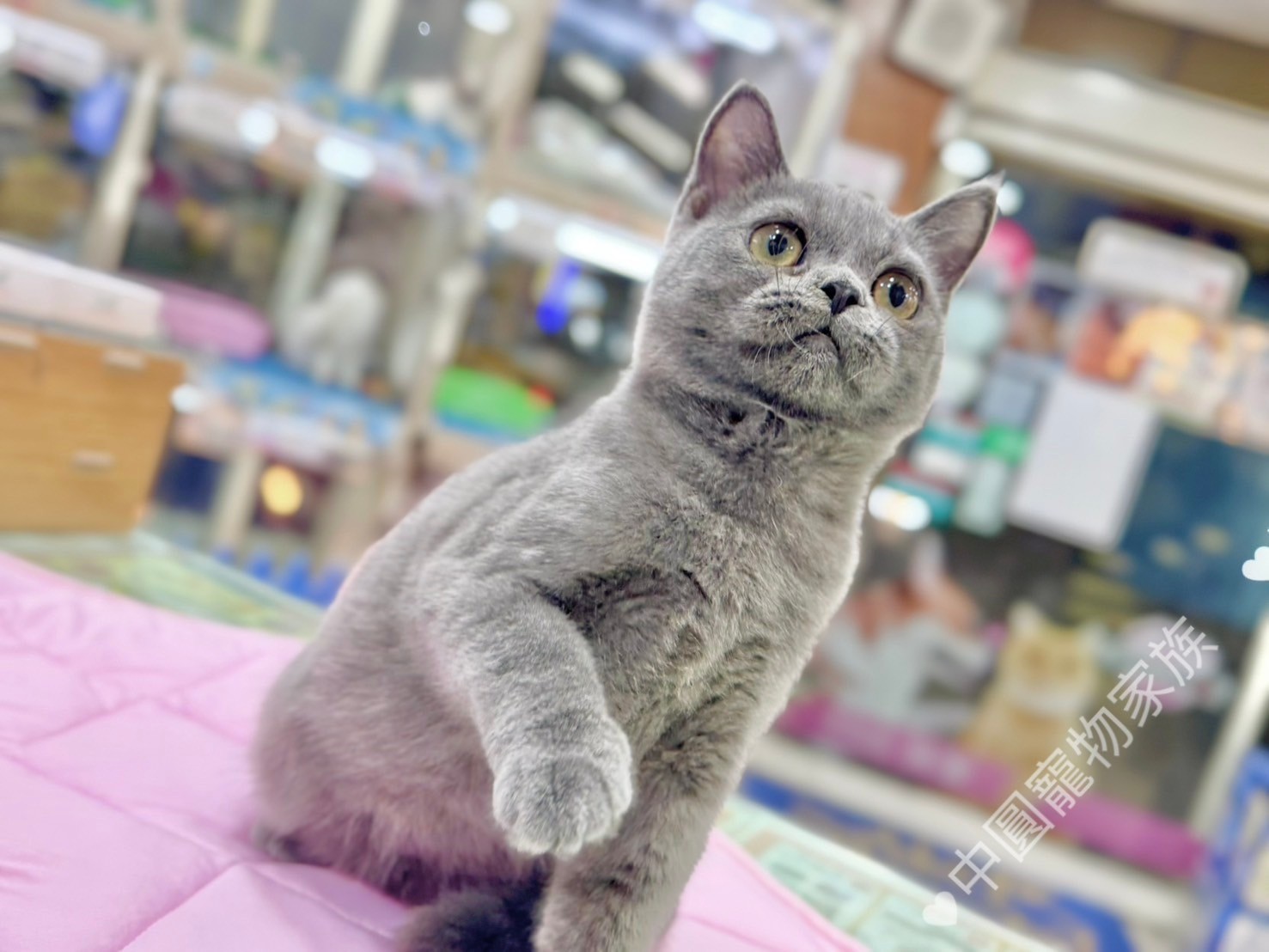 中圓寵物家族／藍色英國短毛貓