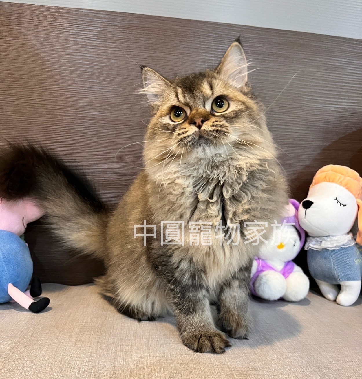 中圓寵物家族／漸層英國長毛貓