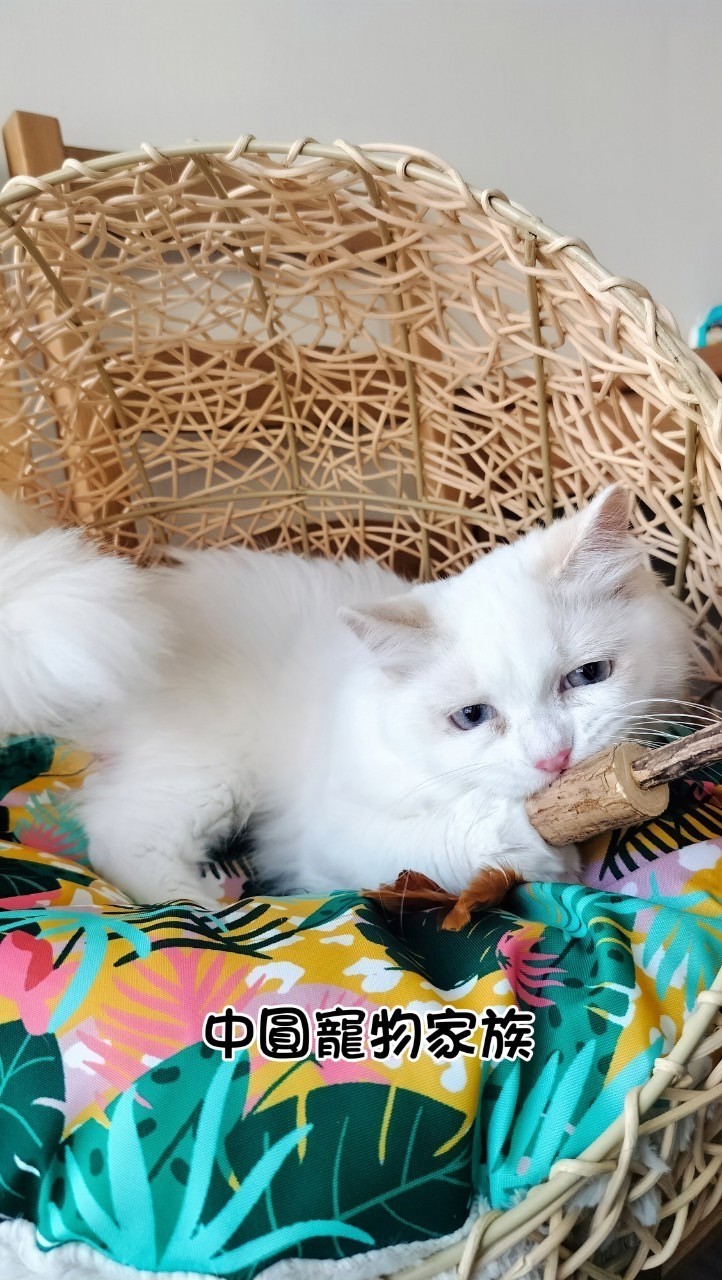 中圓寵物家族／白色英國長毛貓