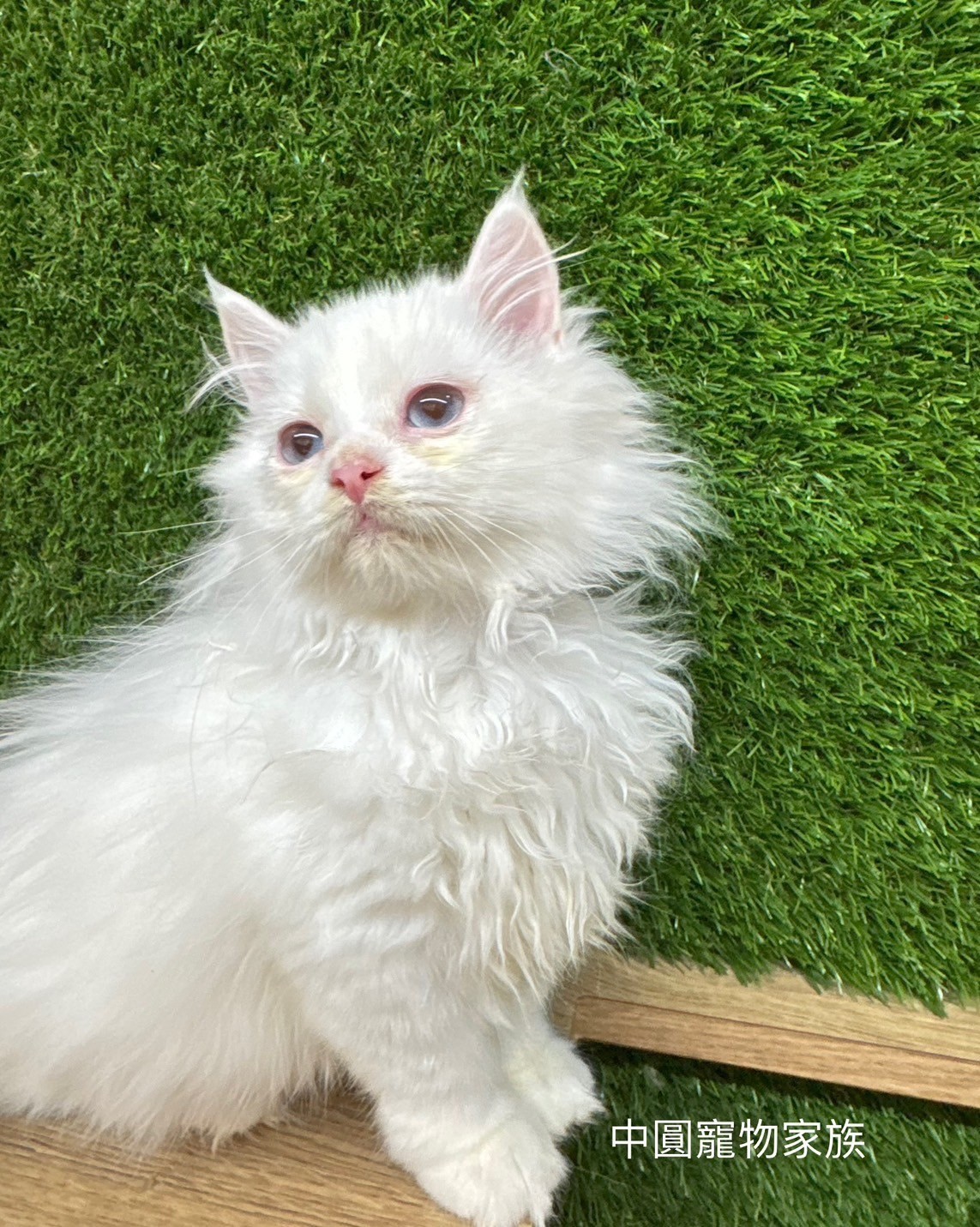 中圓寵物家族／白色英國長毛貓