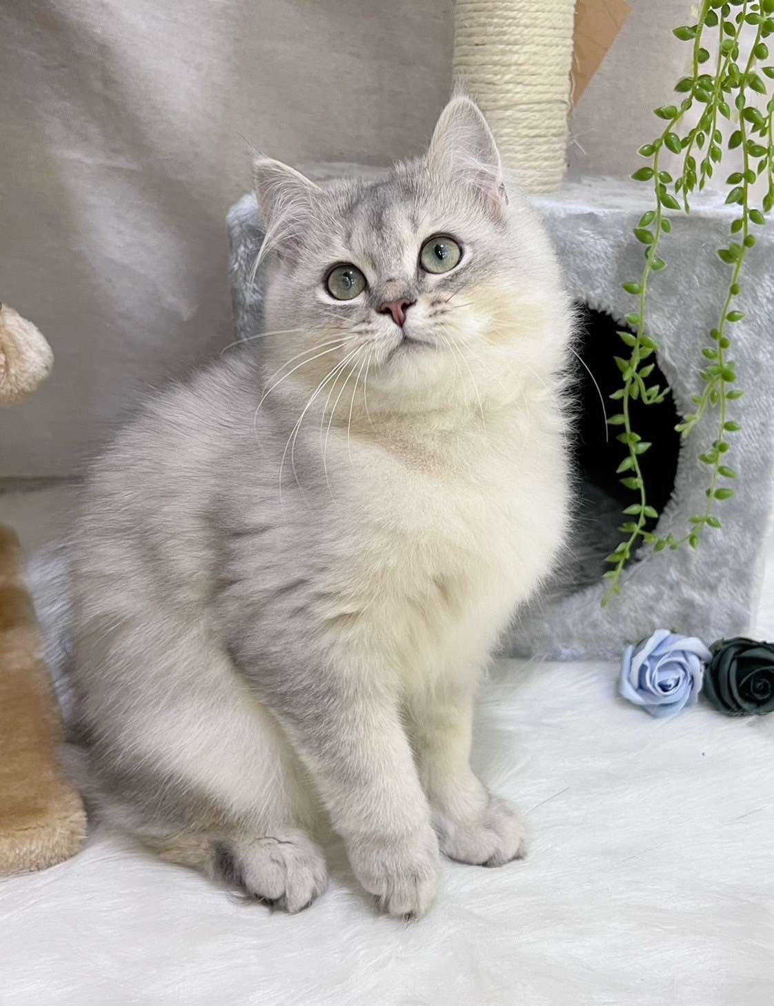 中圓寵物家族／銀漸層非標準小步舞曲