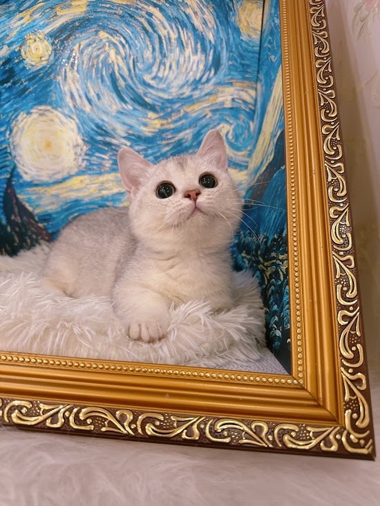 星光貓舍／銀漸層曼赤肯