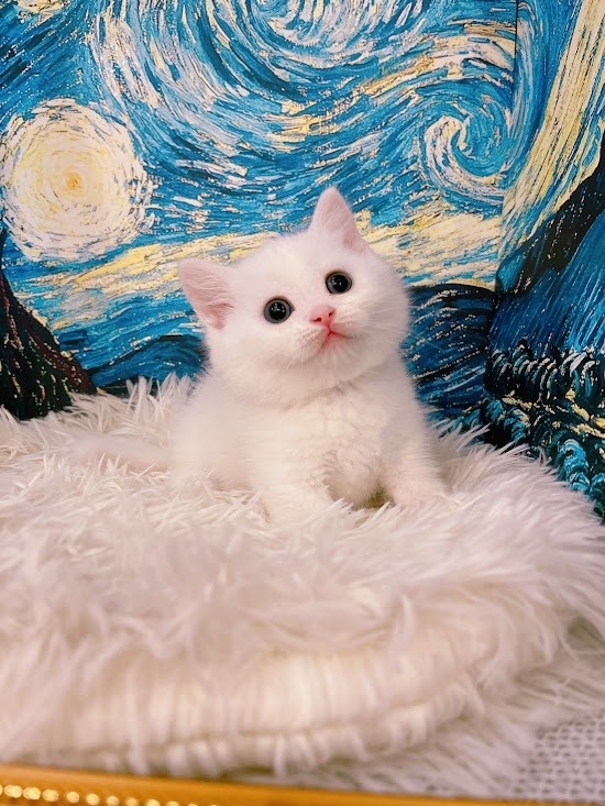 星光貓舍／白色曼赤肯