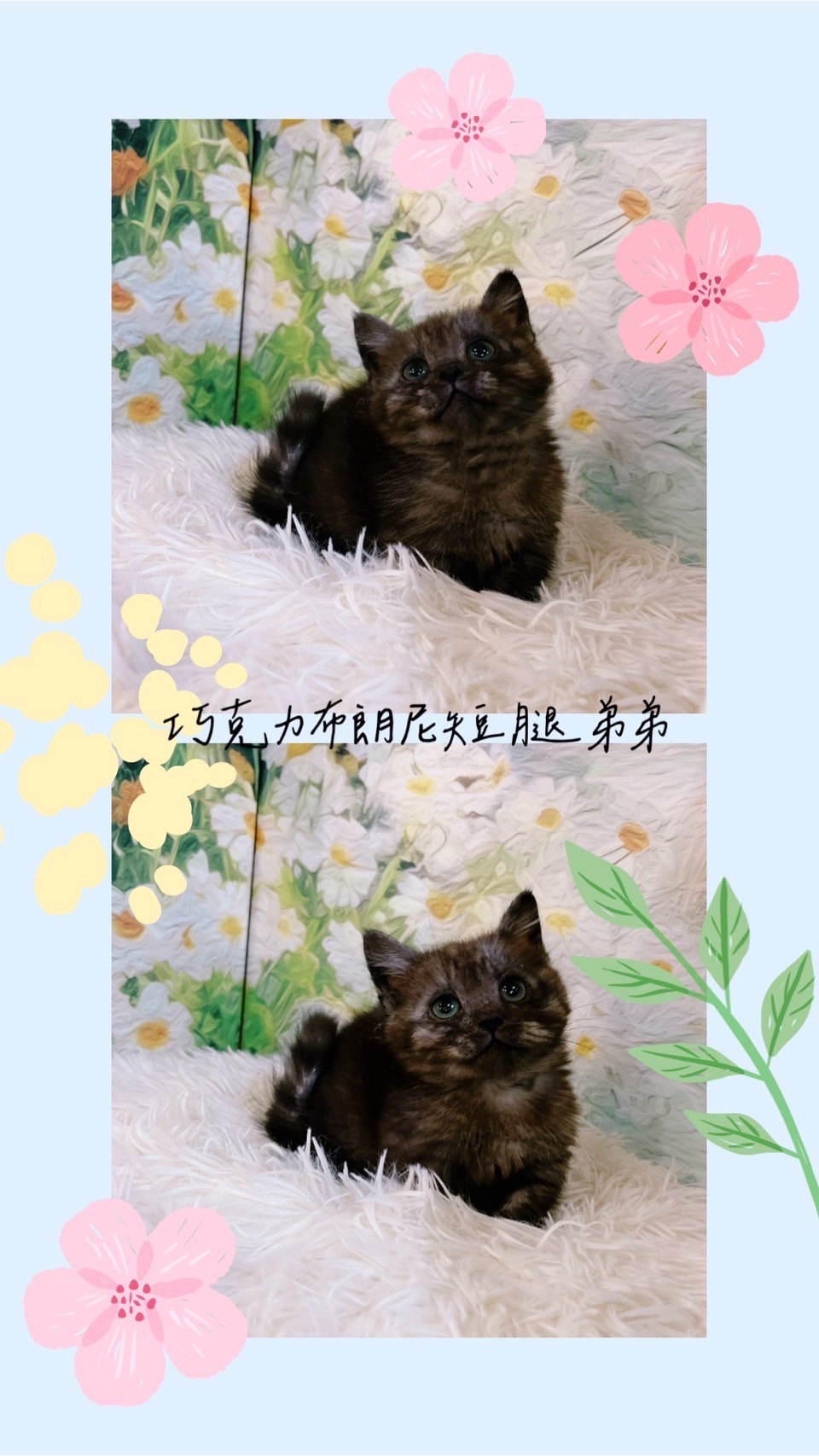 星光貓舍／巧克力布朗尼曼赤肯