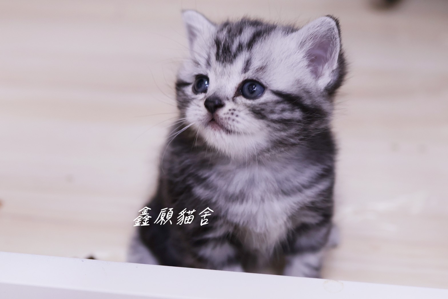 鑫願貓舍／銀黑螺旋紋美國短毛貓
