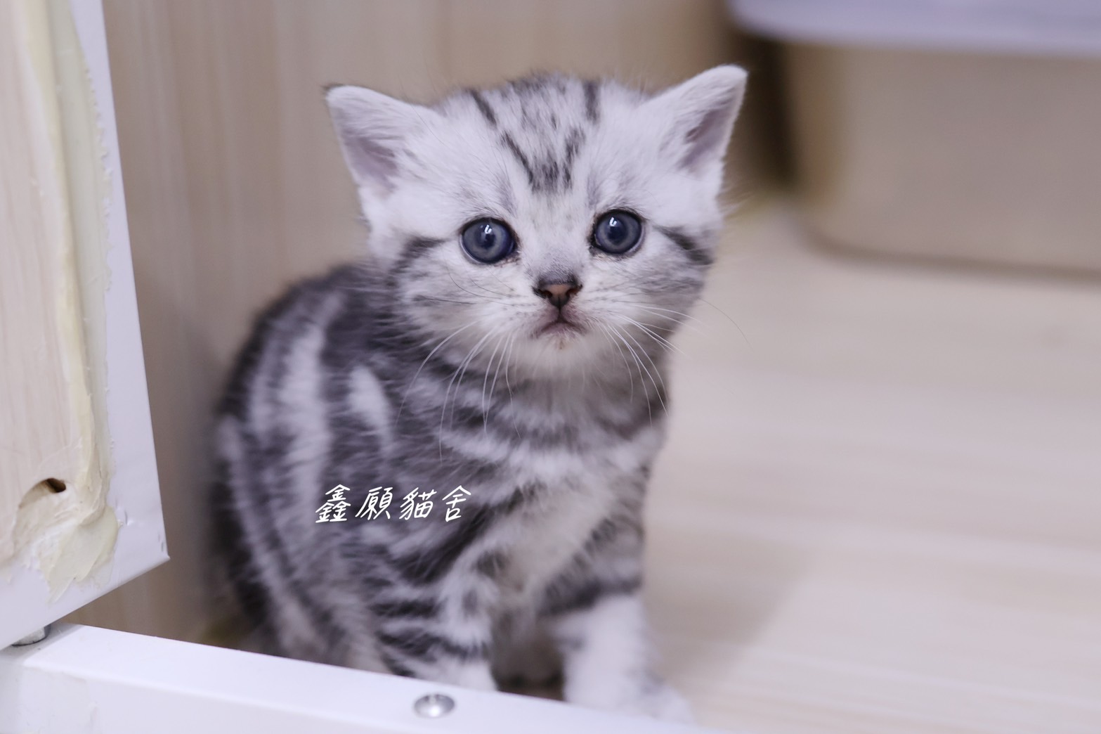 鑫願貓舍／銀黑螺旋紋美國短毛貓