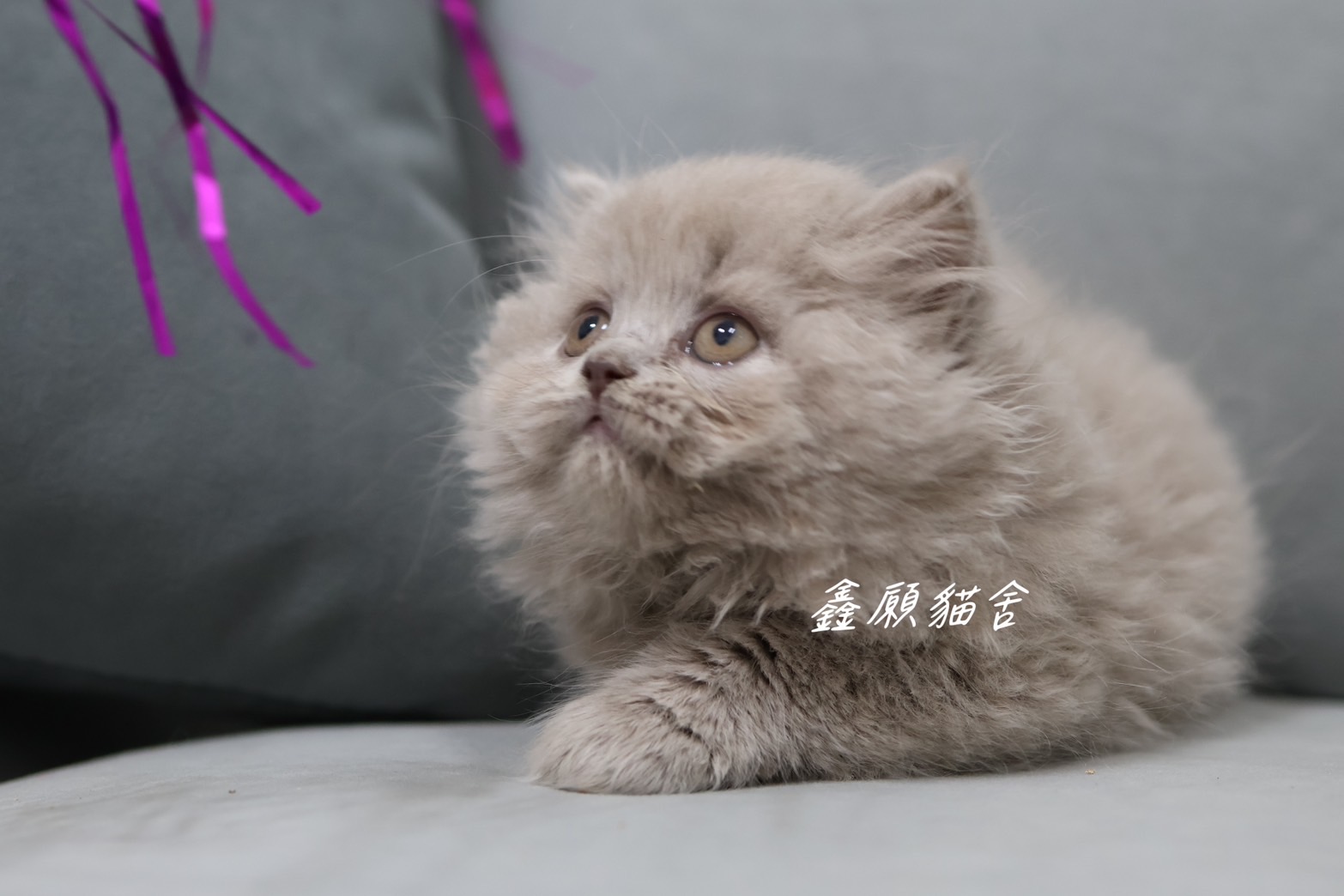 鑫願貓舍／紫丁香英國長毛貓
