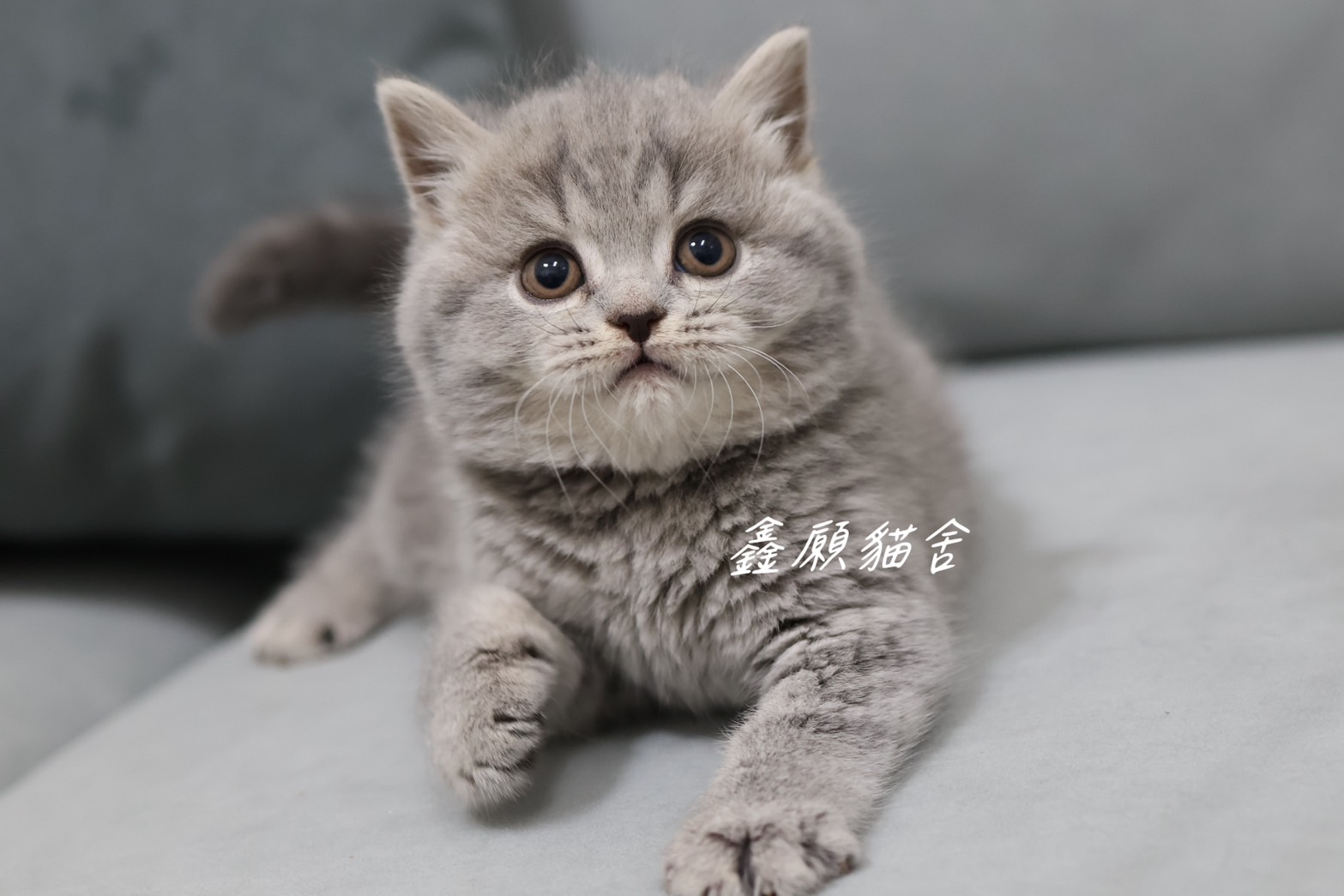 鑫願貓舍／藍虎斑英國短毛貓