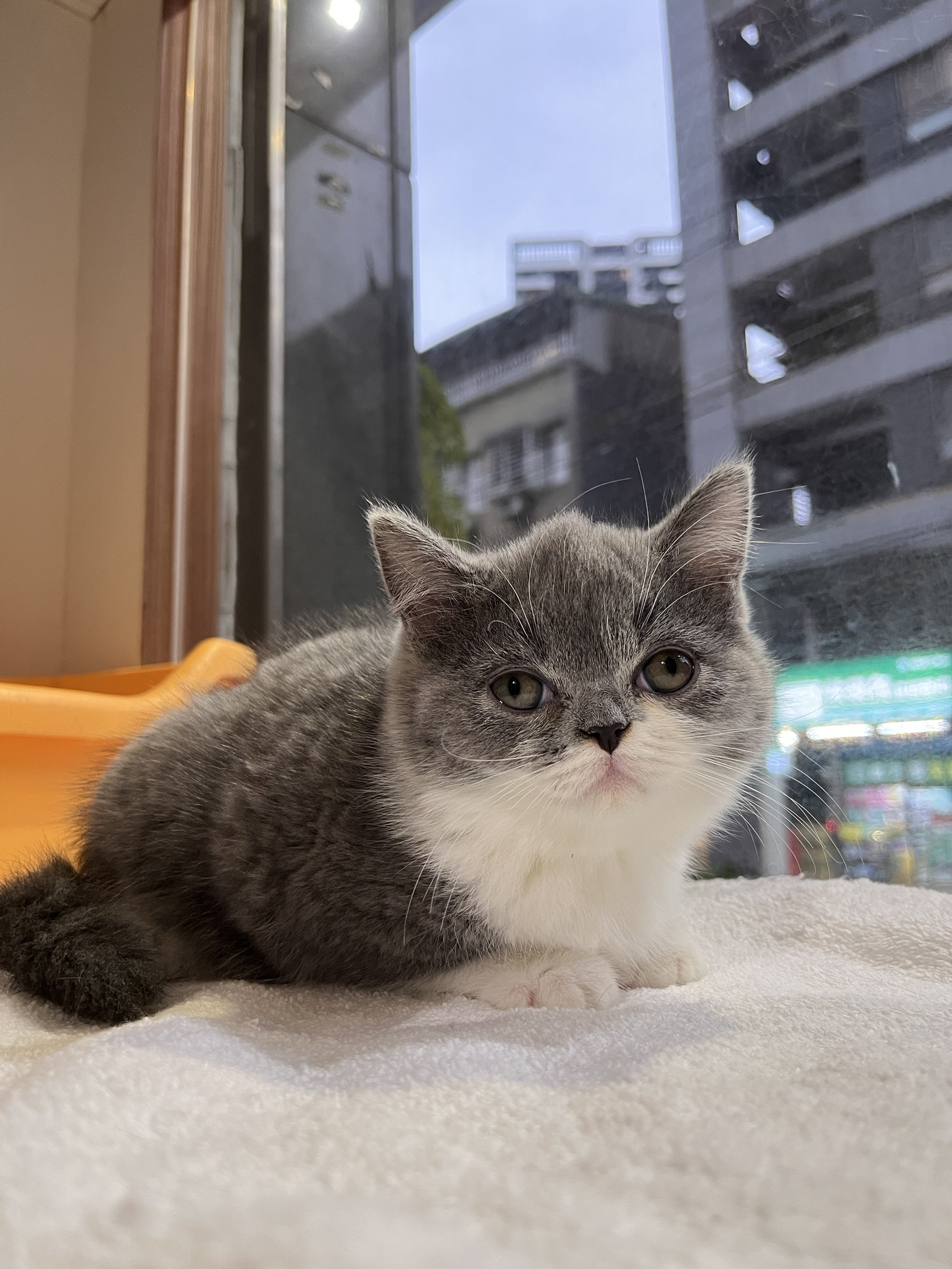 貓咪派對／藍白色英國短毛貓