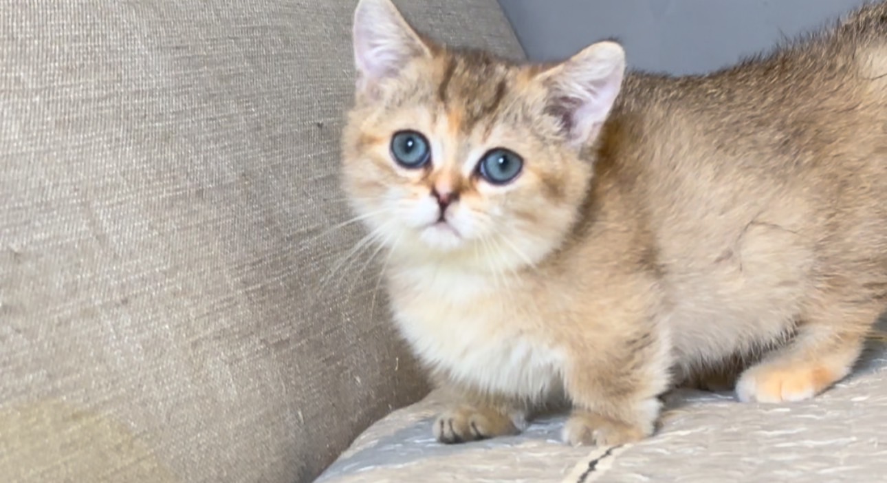 尊爵名皇／黑金漸層曼赤肯