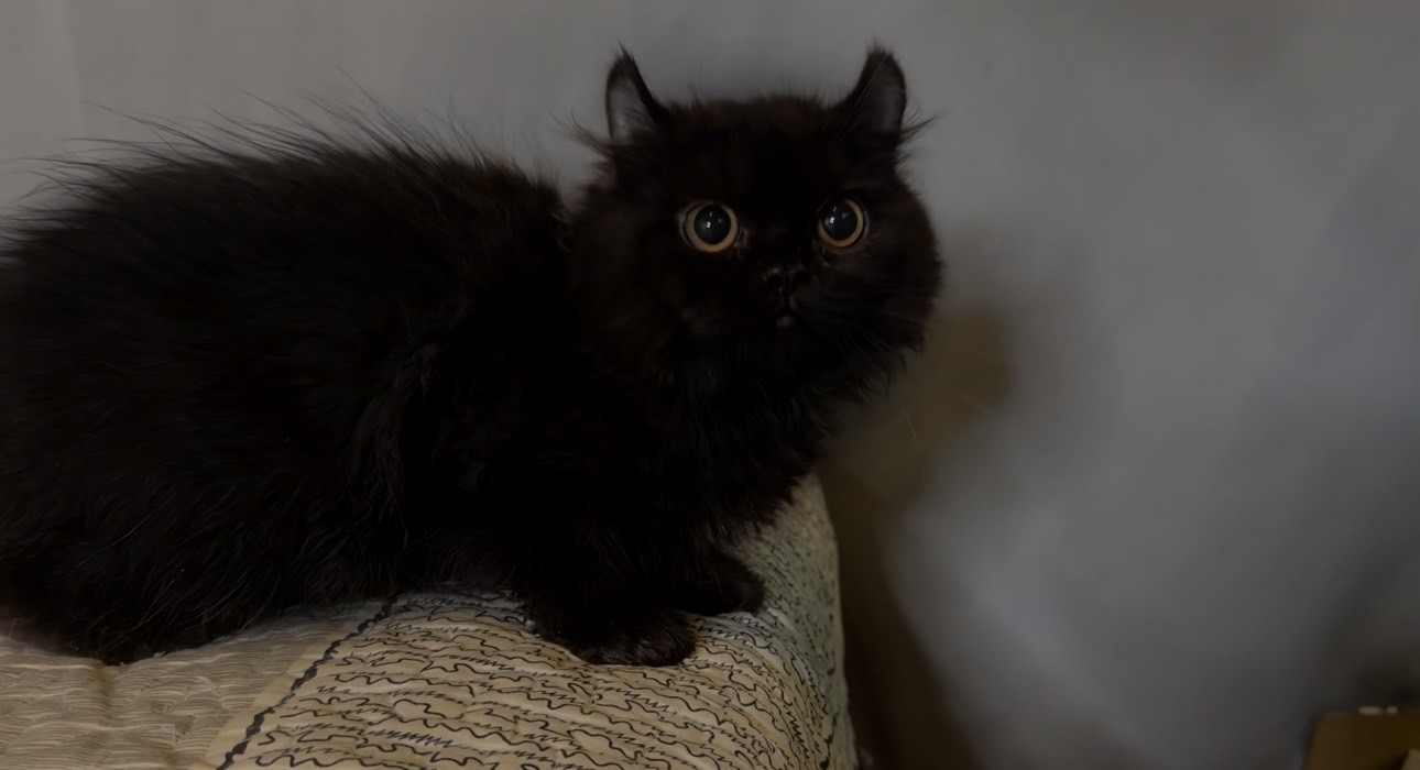 尊爵名皇／黑色捲耳貓