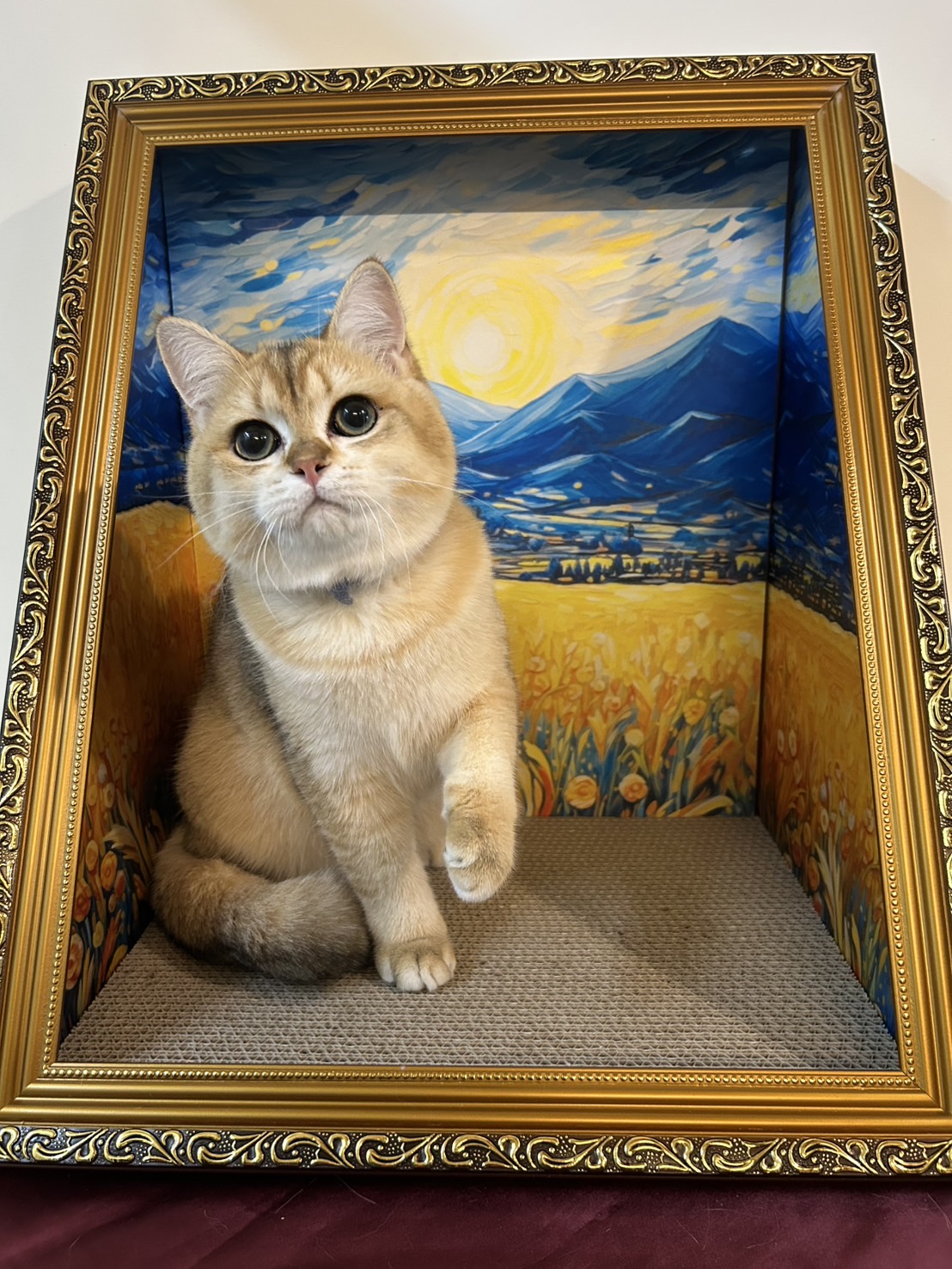 米米亞貓舍／金漸層英國短毛貓