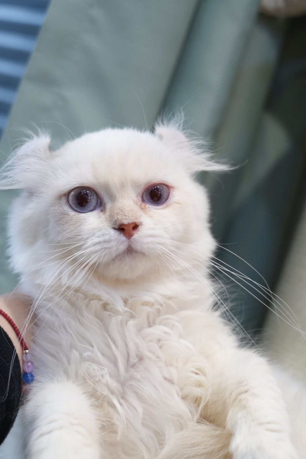 天使貓園／捲耳貓