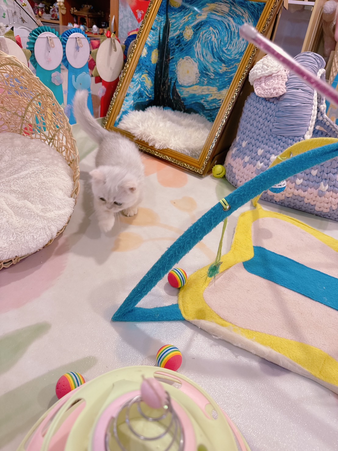 星光貓舍／銀漸層重點曼赤肯