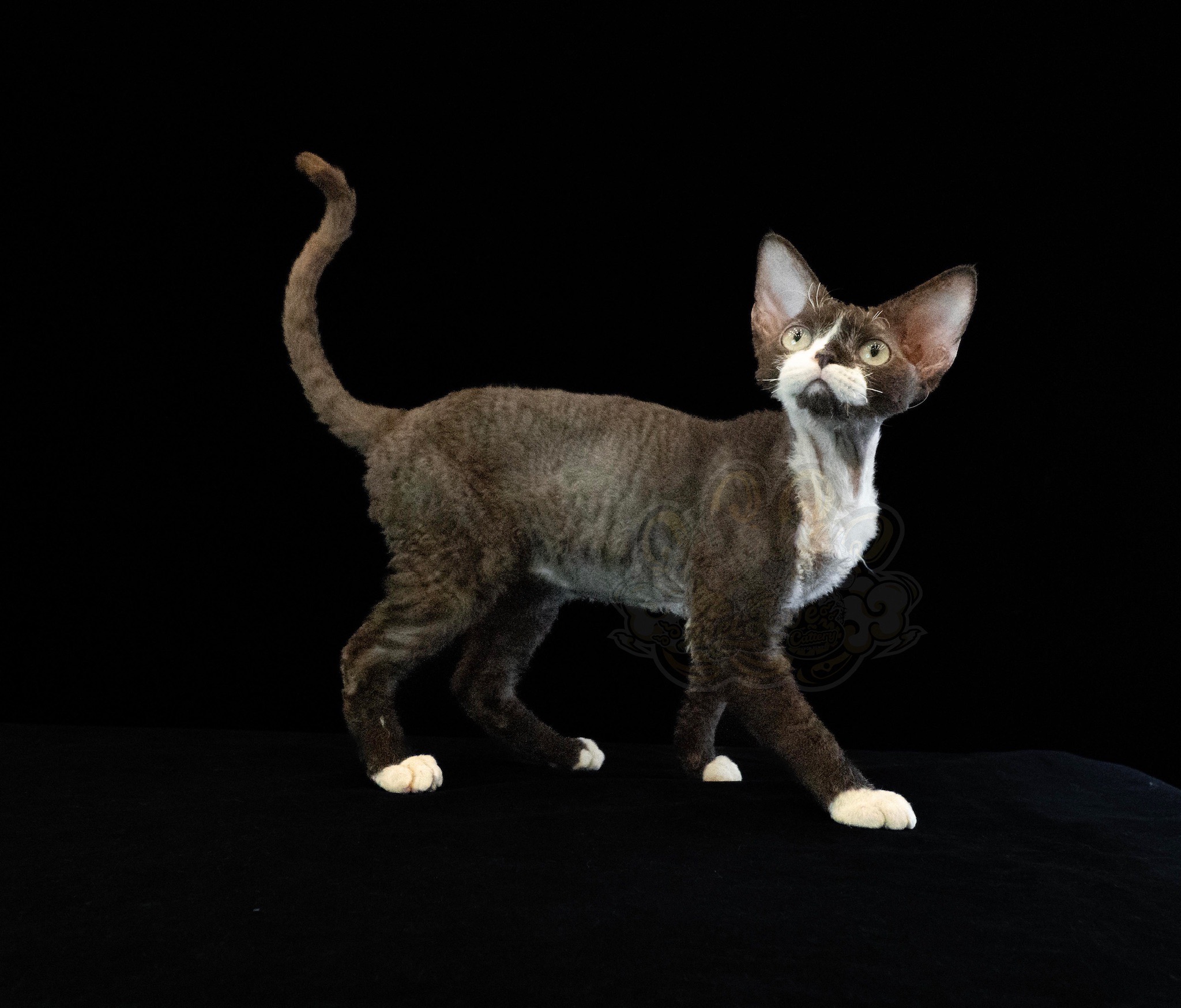 寵愛貓舍／黑白加白德文捲毛貓