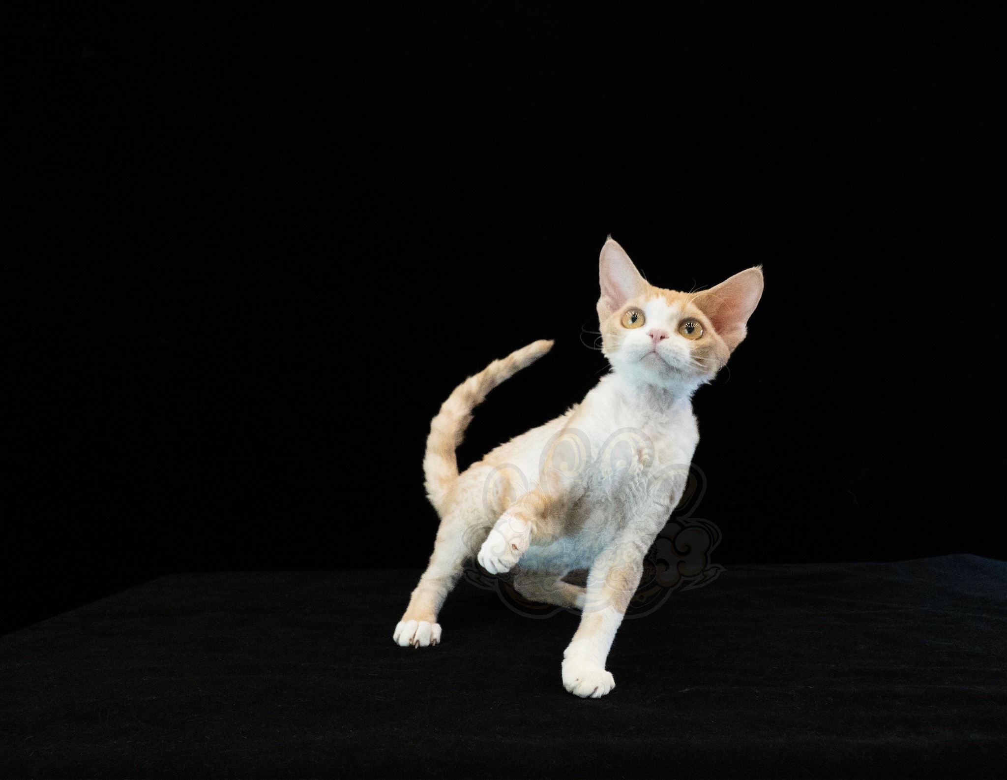 寵愛貓舍／凱米爾加白德文捲毛貓