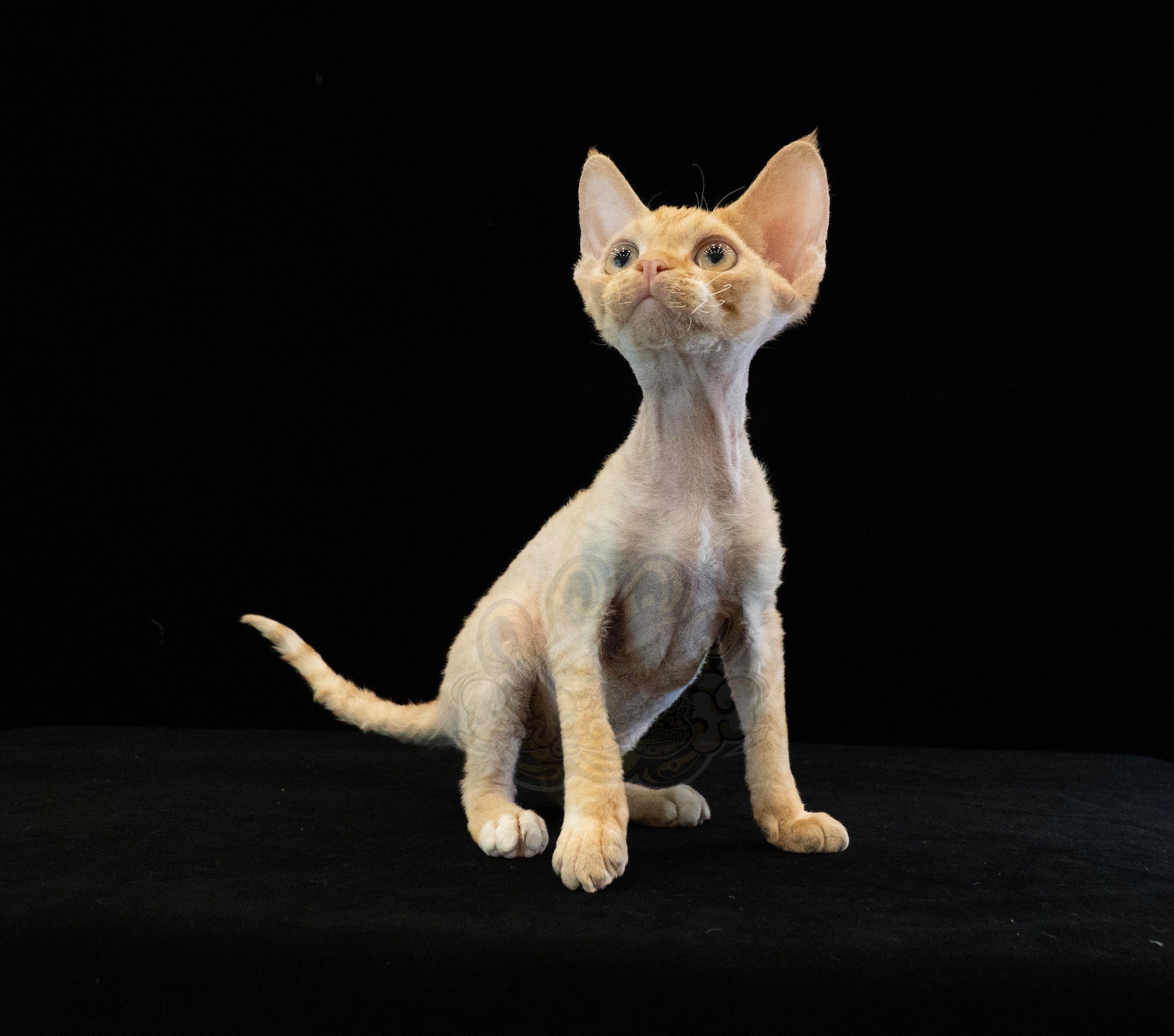 寵愛貓舍／紅虎斑德文捲毛貓