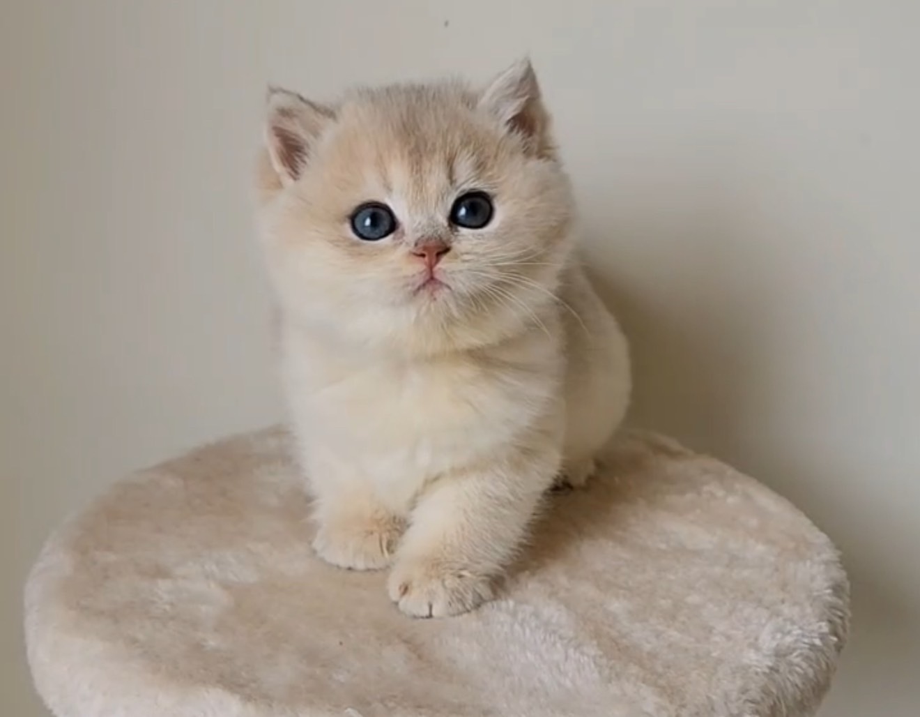 Golden Lilac British Shorthair